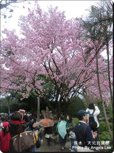 【淡水．天元宮】風雨無阻賞櫻行●2011/0315即時花況報