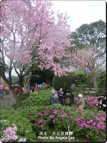 【淡水．天元宮】風雨無阻賞櫻行●2011/0315即時花況報