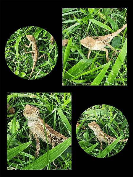 【花蓮吉安】金澤居民宿鄰近綠色隧道的田園風情綠建築x親子民