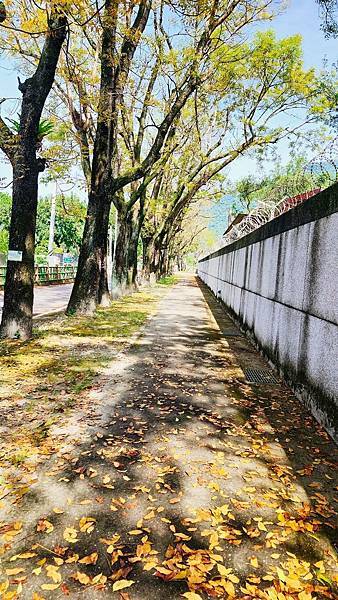 【花蓮吉安】金澤居民宿鄰近綠色隧道的田園風情綠建築x親子民