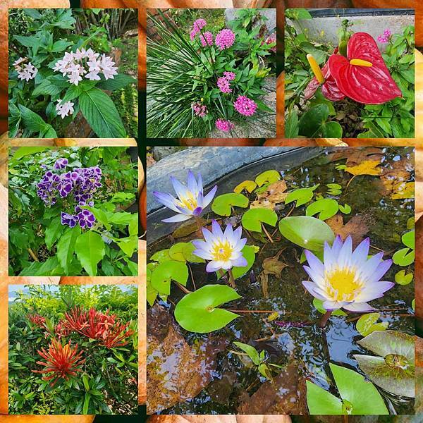 【花蓮吉安】金澤居民宿鄰近綠色隧道的田園風情綠建築x親子民