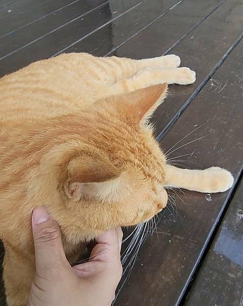 【花蓮吉安】金澤居民宿鄰近綠色隧道的田園風情綠建築x親子民