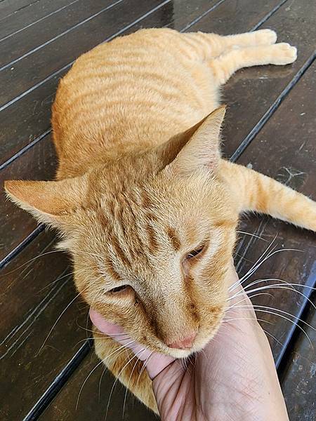 【花蓮吉安】金澤居民宿鄰近綠色隧道的田園風情綠建築x親子民