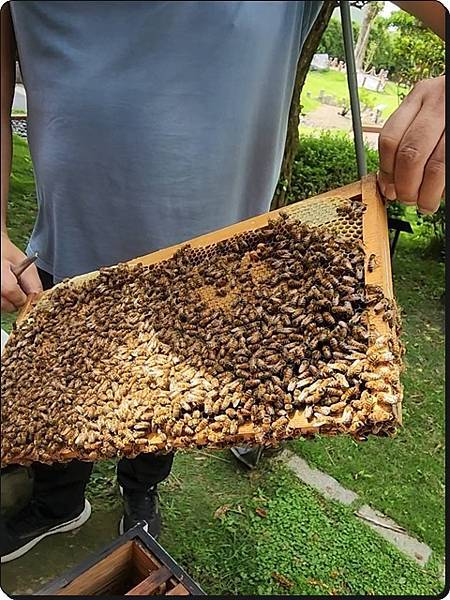 新竹景點推薦【竹北】愛蜂園《愛蜂主題館》☆預約制●寓教娛樂的