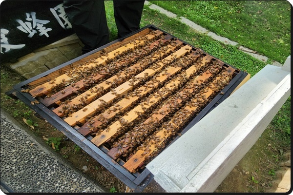 新竹景點推薦【竹北】愛蜂園《愛蜂主題館》☆預約制●寓教娛樂的