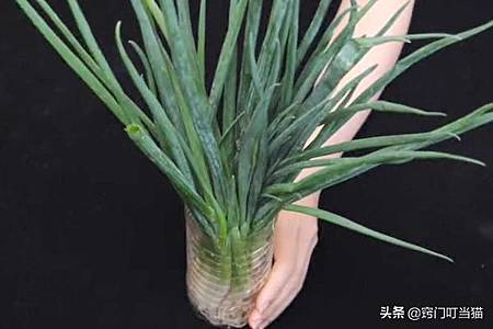 小蔥吃不完難保存?阿嬤教我一個小竅門,放半個月依舊翠綠新鮮! .jpg 小蔥吃不完難保存?阿嬤教我一個小竅門,放半個月依舊翠綠新鮮! .jpg