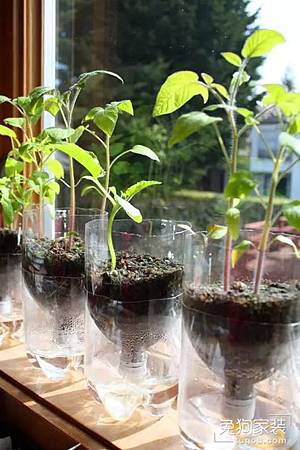 家居創意DIY:自製吸水小盆栽,超實用!5.jpg 家居創意DIY:自製吸水小盆栽,超實用!5.jpg