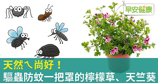 天然ㄟ尚好!驅蟲防蚊一把罩的檸檬草、天竺葵.png 天然ㄟ尚好!驅蟲防蚊一把罩的檸檬草、天竺葵.png