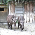 在動物園裡拼命搔頭，想不起他們的名字