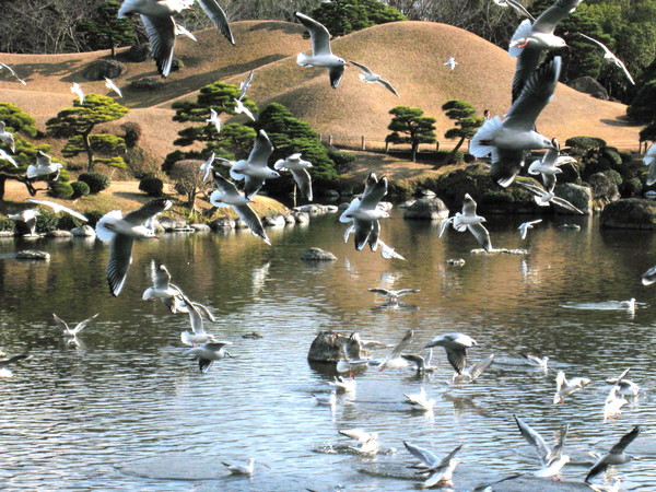 ......就會驚見瘋狂搶食的光景