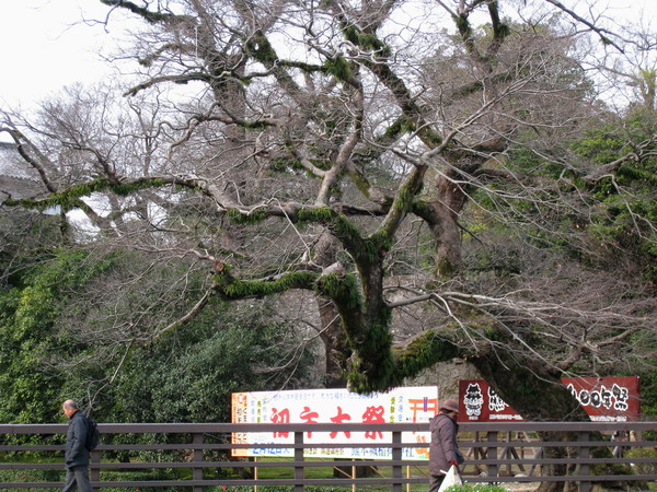 吃完早餐，沿著溪流在熊本街頭散步