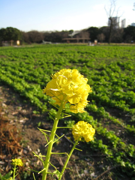 後面那一大片應該是油菜花田吧？