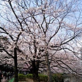 告別湯島天神，從側門散步進入上野公園