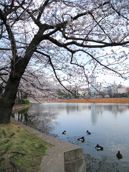 上野公園內的大湖名叫「不忍池」