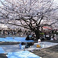 這棵櫻花樹超大超美