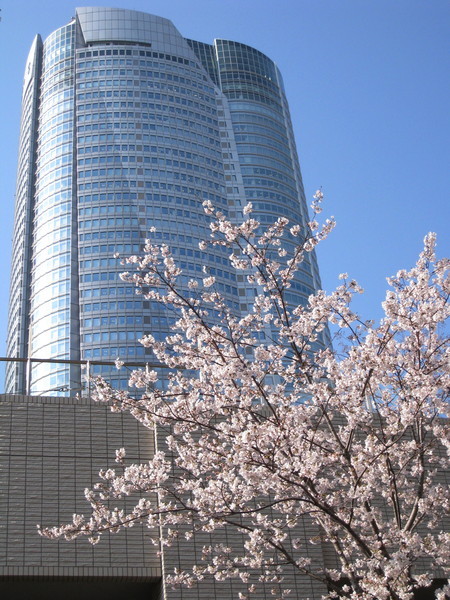 這裡的櫻花因為年紀還很小，和上野公園、新宿御苑等地的不能比