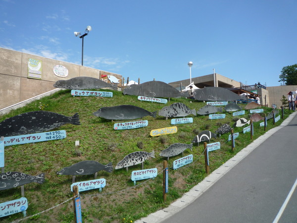 旭山動物園在小處非常用心，例如利用這塊山坡插立牌，展示不同品種海豹的大小