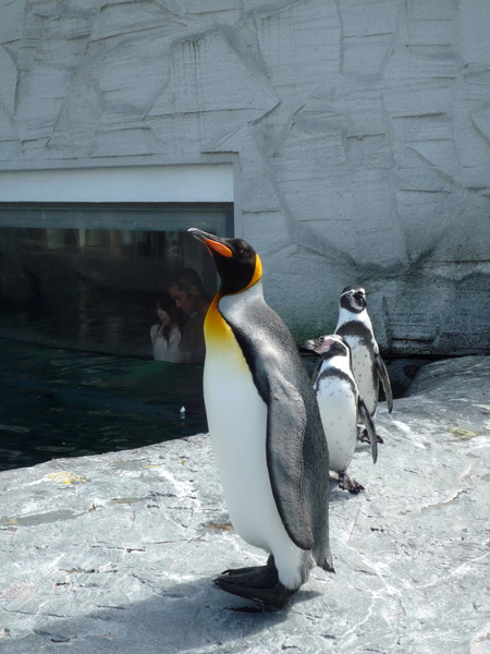 國王企鵝特別高大，讓其他企鵝相形之下像小朋友