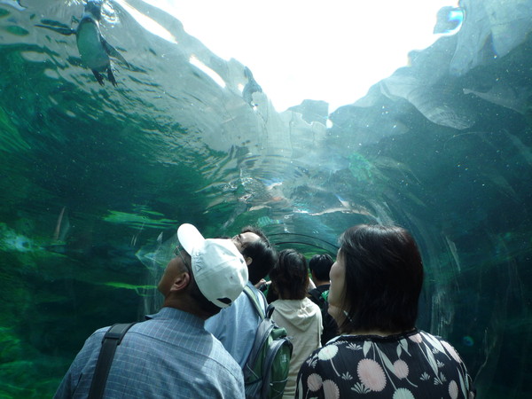 企鵝館的水底隧道，可以由透明的隧道觀賞企鵝游泳