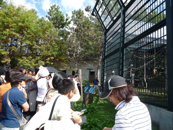 這一大群遊客，都是在引頸盼望園方最受歡迎的紅毛猩猩餵食秀