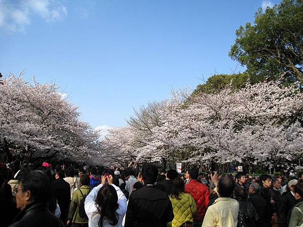 上野公園每年櫻花季遊客都多到爆炸，如果討厭人擠人，逛起來恐怕不會太舒服