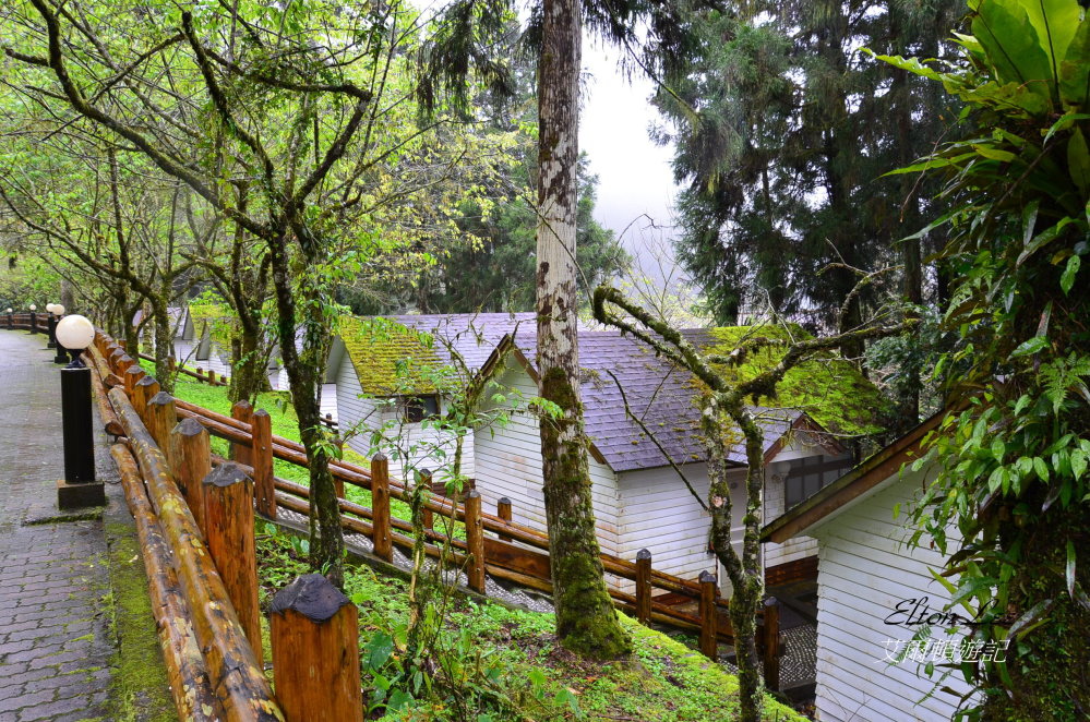 馬告1106.JPG 馬告1106.JPG