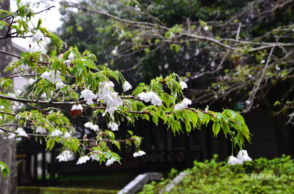 馬告1110.JPG 馬告1110.JPG