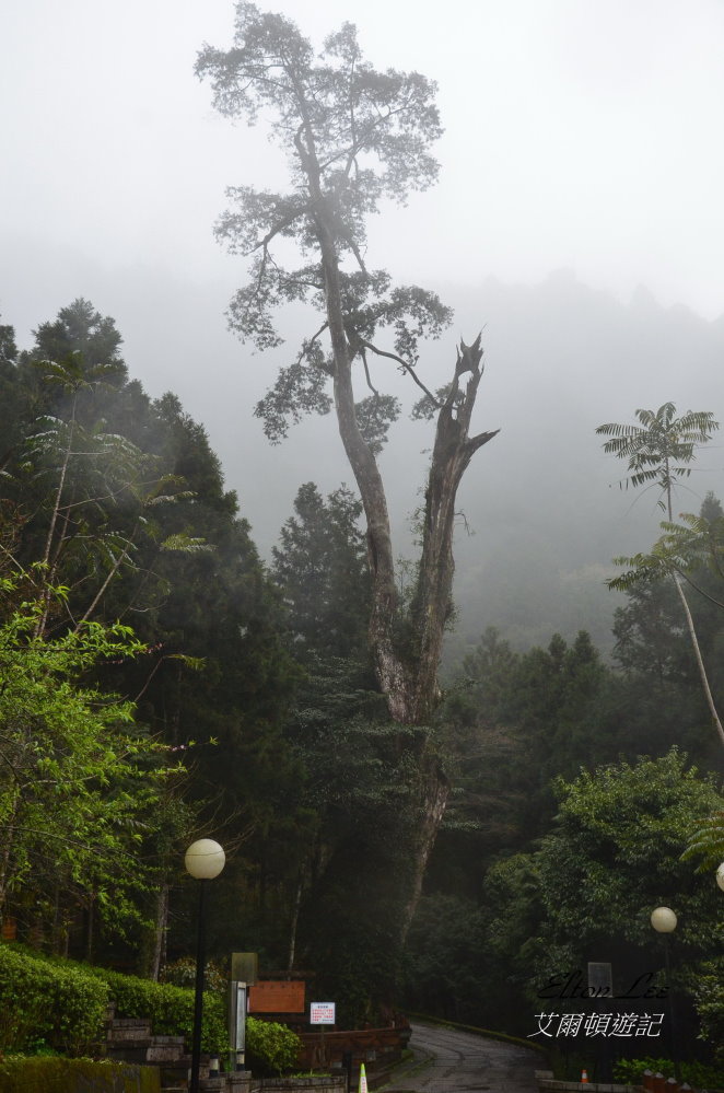 馬告1111.JPG 馬告1111.JPG