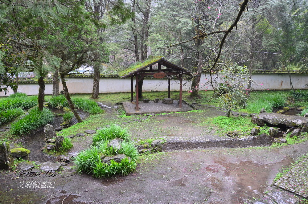 馬告1117.JPG 馬告1117.JPG