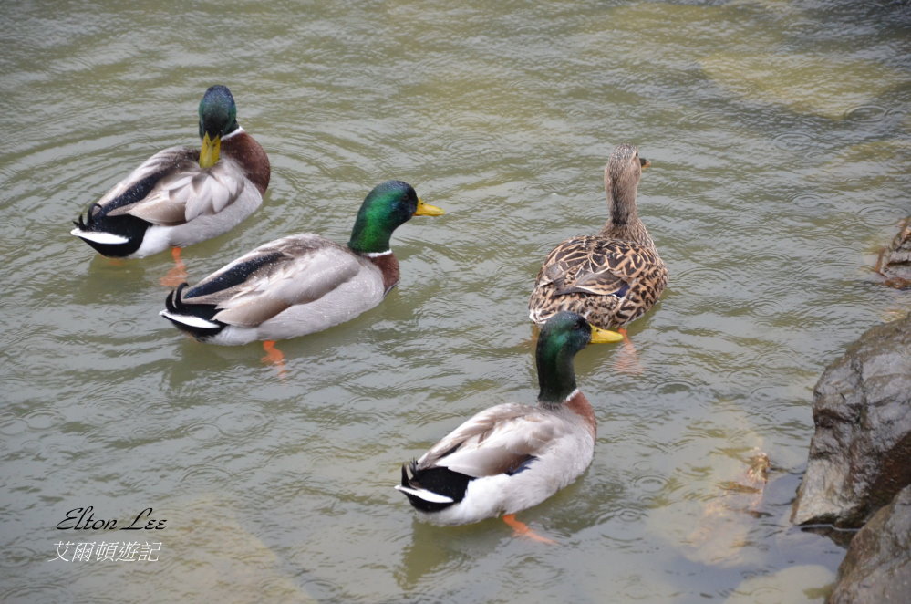 馬告1115.JPG 馬告1115.JPG