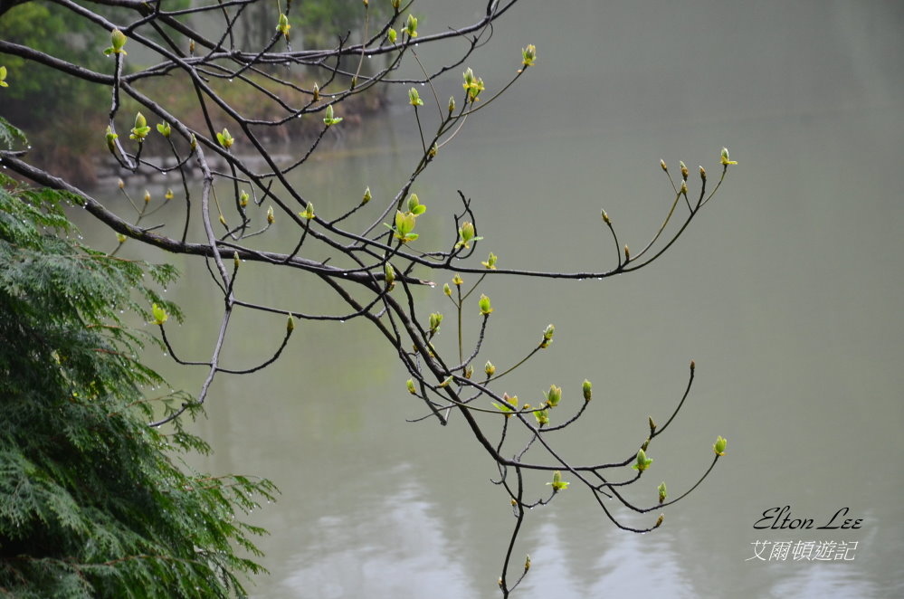 馬告1120.JPG 馬告1120.JPG