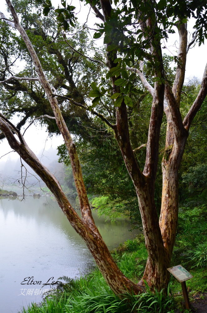 馬告1121.JPG 馬告1121.JPG