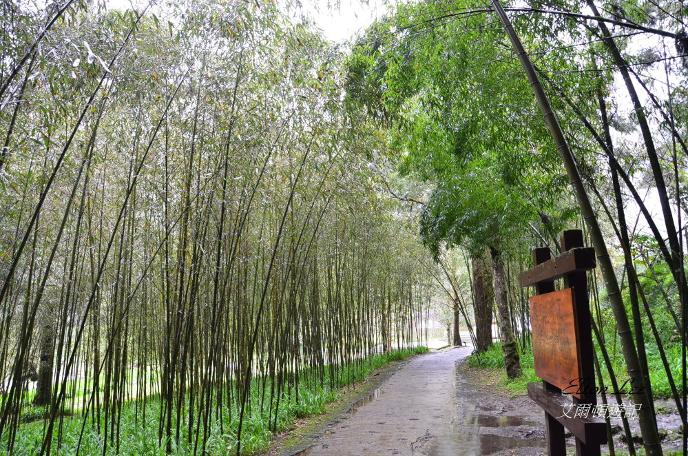 馬告1116.JPG 馬告1116.JPG