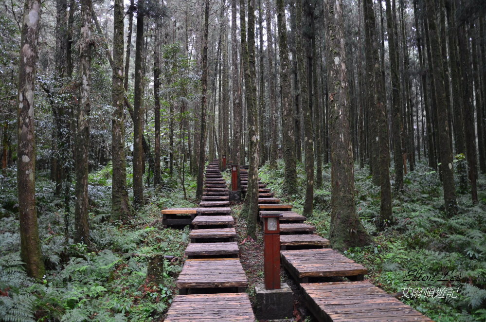 馬告1123.JPG 馬告1123.JPG