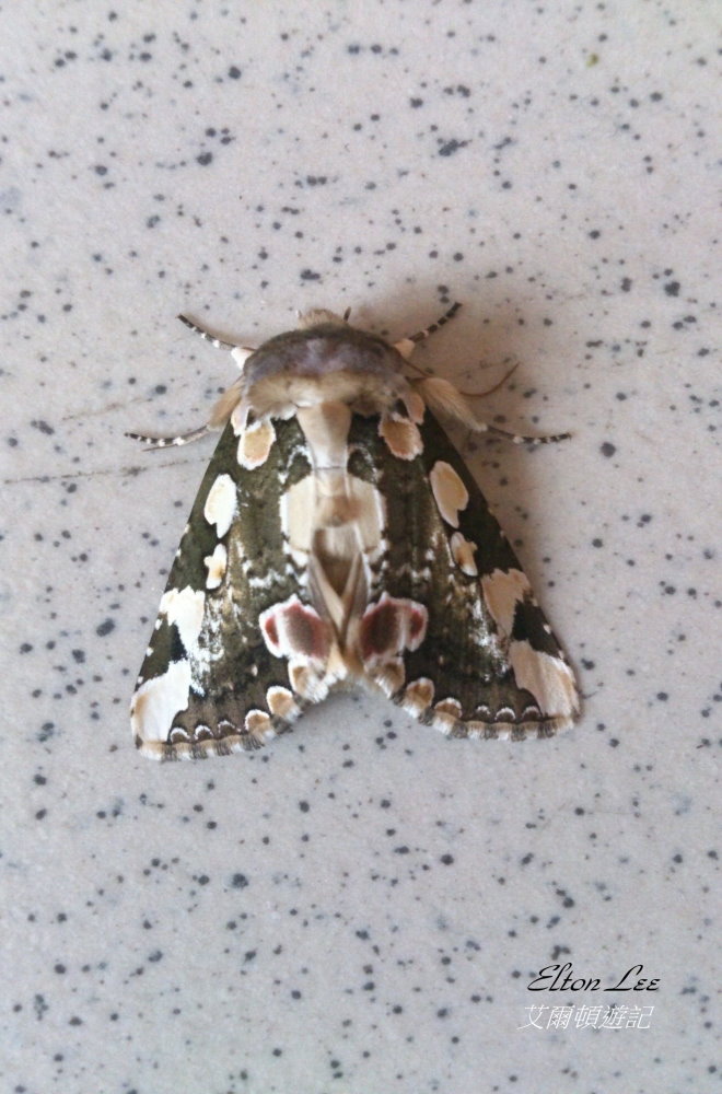 馬告1125.JPG 馬告1125.JPG