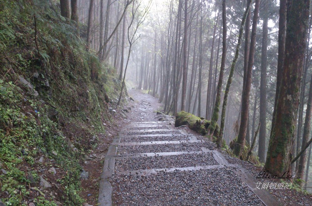 馬告1137.JPG 馬告1137.JPG