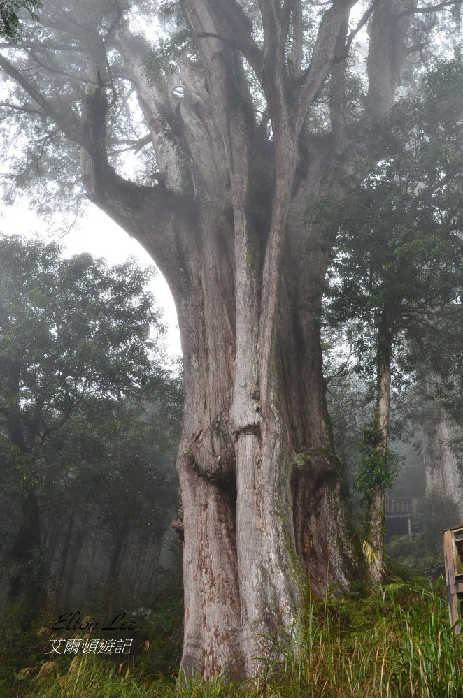 馬告1139.JPG 馬告1139.JPG