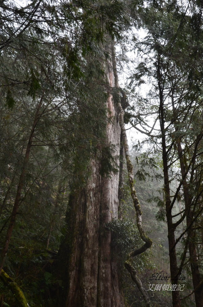 馬告1138.JPG 馬告1138.JPG