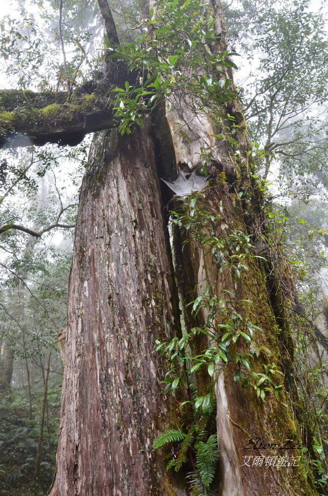 馬告1140.JPG 馬告1140.JPG