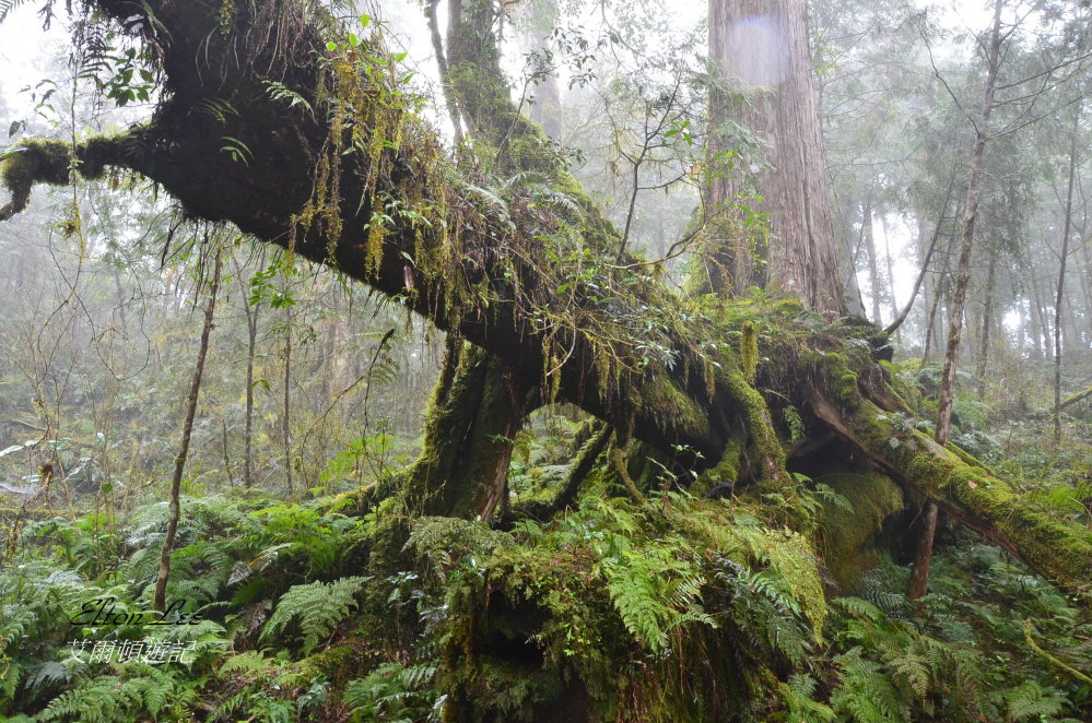 馬告1141.JPG 馬告1141.JPG