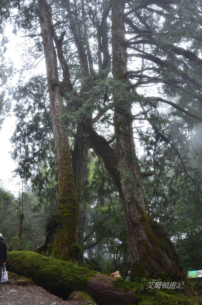 馬告1142.JPG 馬告1142.JPG