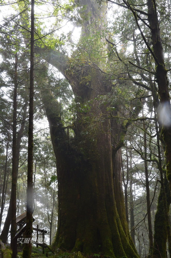 馬告1145.JPG 馬告1145.JPG