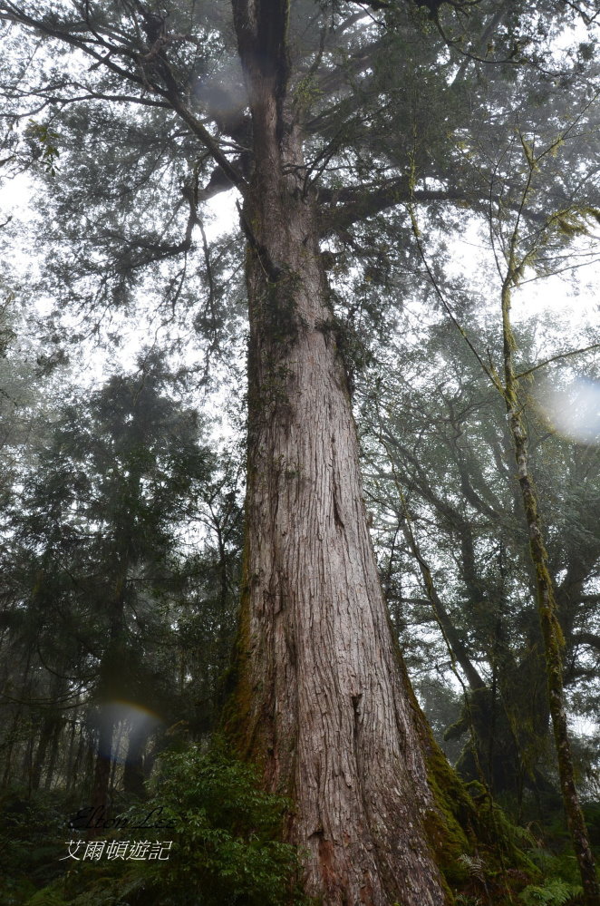 馬告1144.JPG 馬告1144.JPG