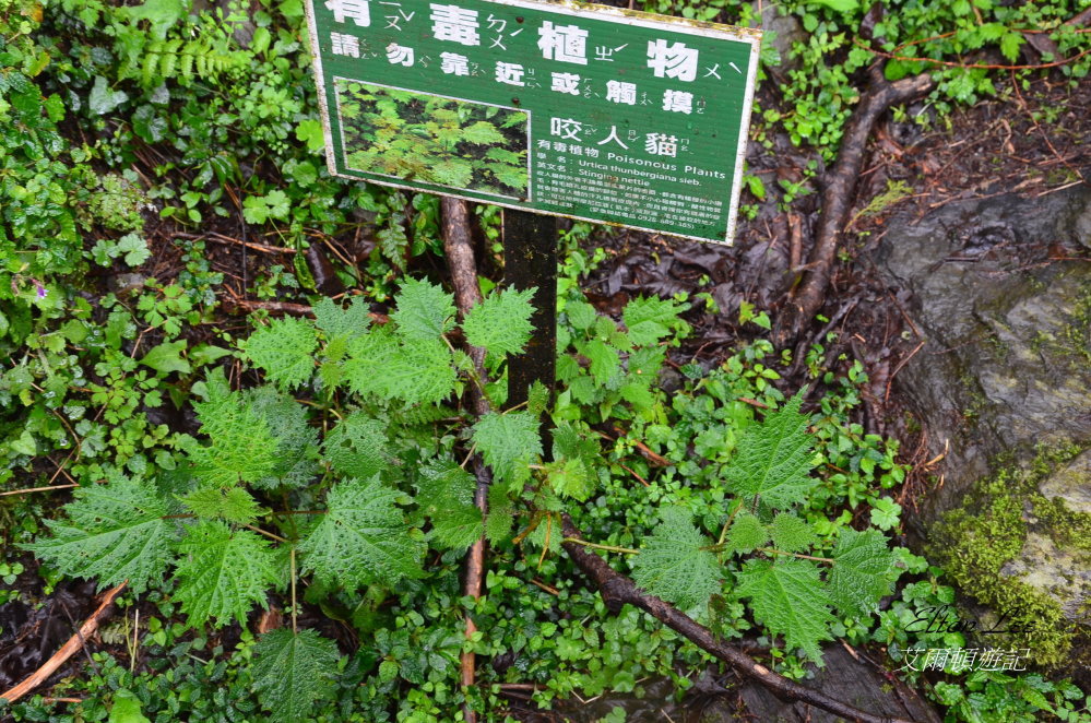 馬告1143.JPG 馬告1143.JPG