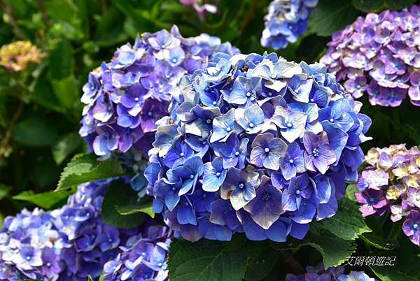 竹子湖繡球花 大梯田花卉生態農園 艾爾頓遊記 痞客邦 竹子湖繡球花 大梯田花卉生態農園 艾爾頓遊記 痞客邦