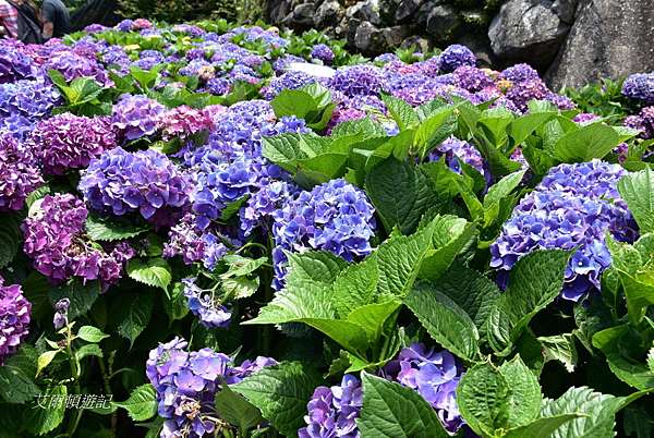 竹子湖繡球花 大梯田花卉生態農園 艾爾頓遊記 痞客邦