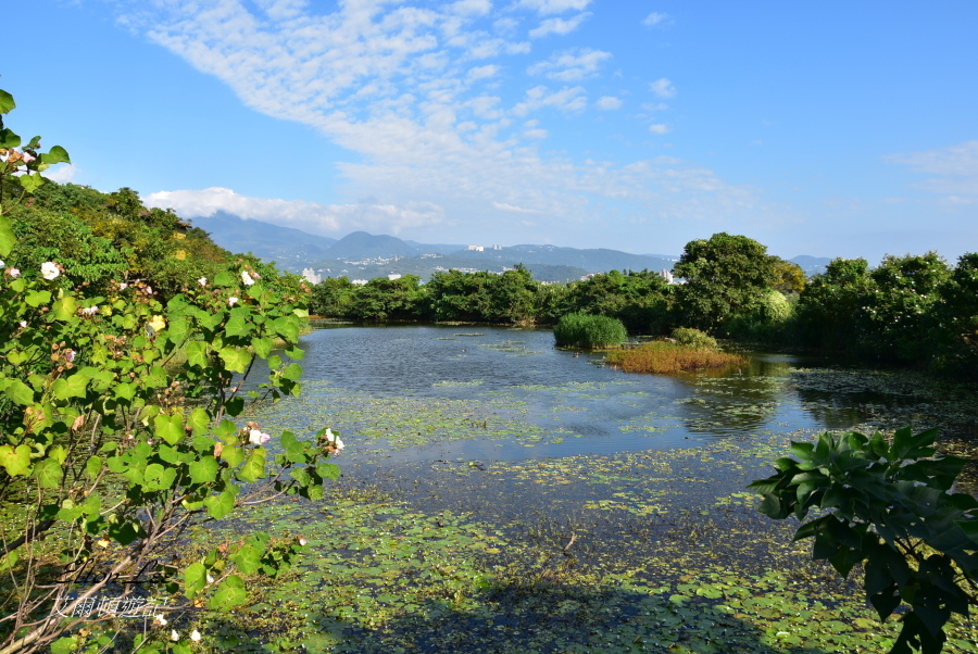 關渡自然公園138.JPG