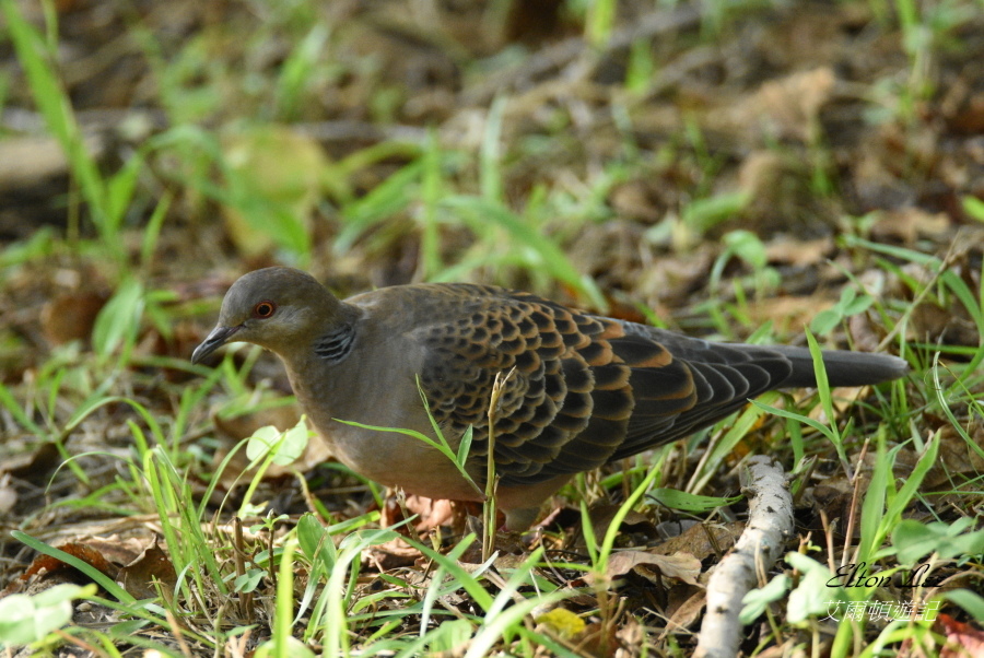 關渡自然公園152.JPG