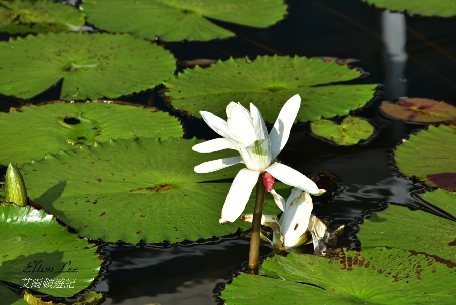 關渡自然公園163.JPG