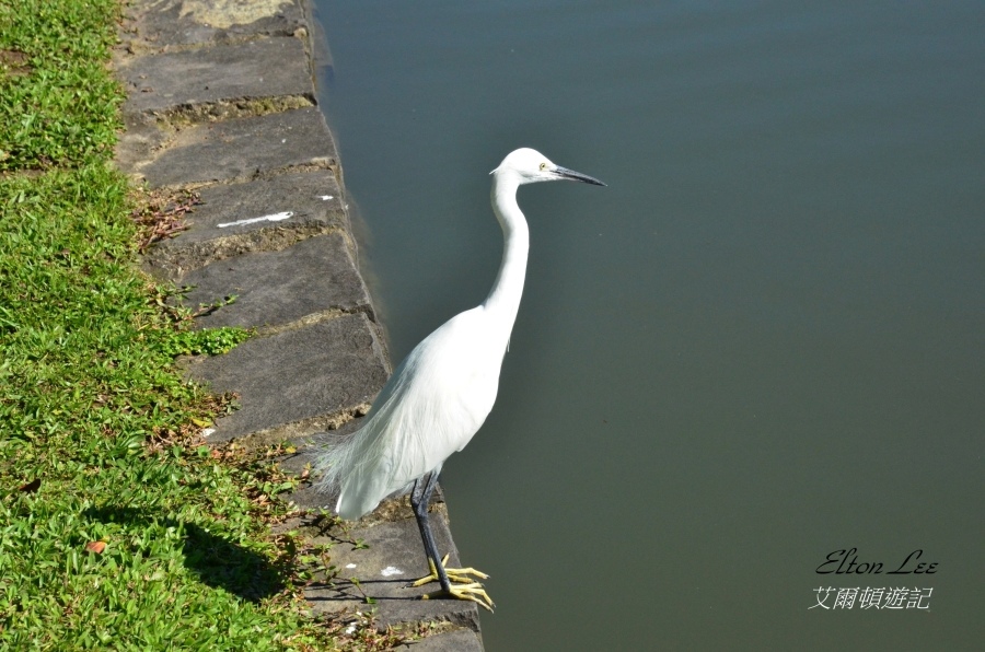 大湖公園142.JPG